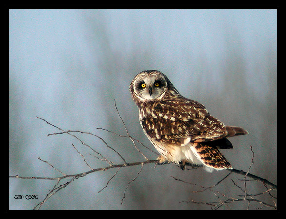 Photo (1): Short-eared Owl