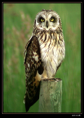 Photo (2): Short-eared Owl