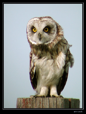 Photo (8): Short-eared Owl