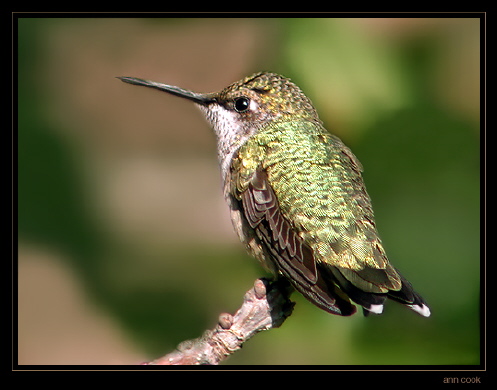 Photo (6): Ruby-throated Hummingbird