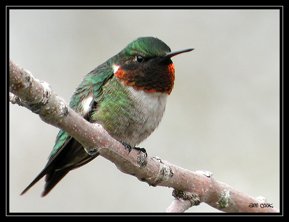 Photo (3): Ruby-throated Hummingbird