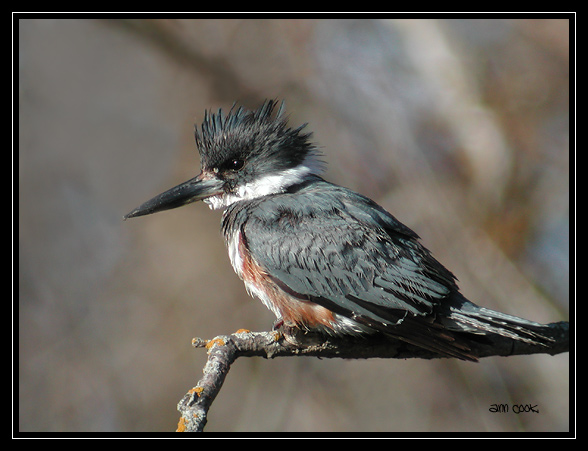 Photo (4): Belted Kingfisher