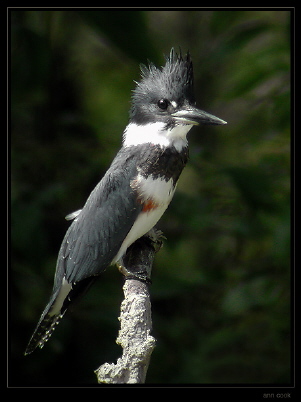 Photo (7): Belted Kingfisher