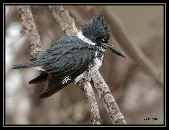 Photo (3): Belted Kingfisher