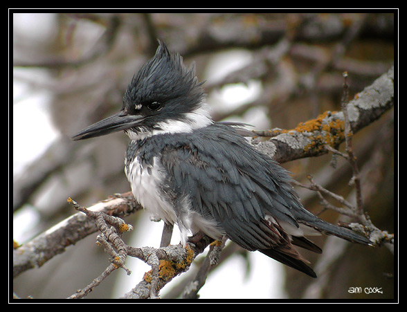 Photo (1): Belted Kingfisher