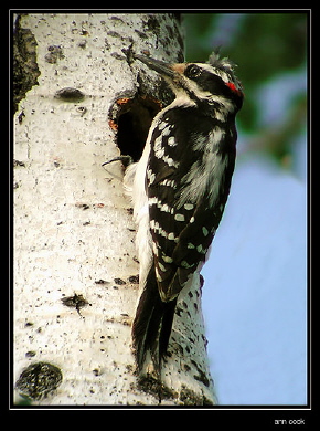 Photo (6): Hairy Woodpecker