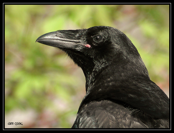 Photo (22): Common Raven