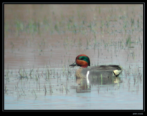 Photo (9): Green-winged Teal