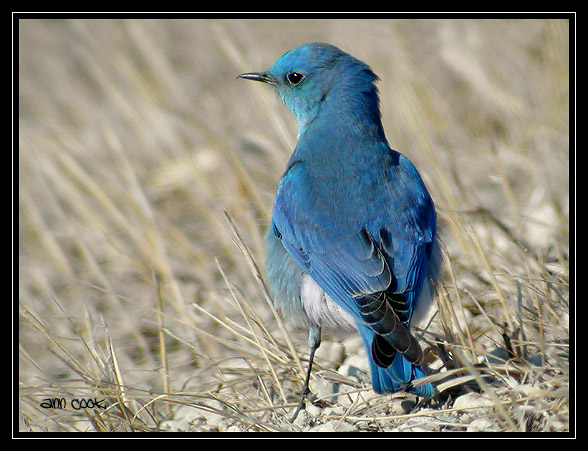 Photo (3): Mountain Bluebird