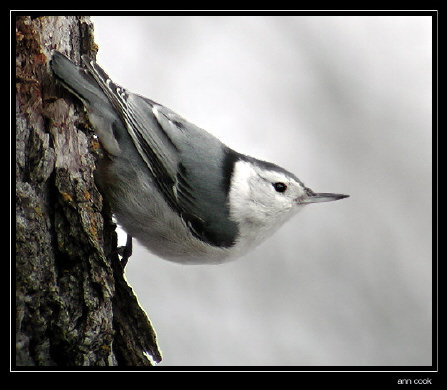 Photo (1): White-breasted Nuthatch