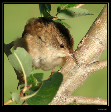 Photo (11): Marsh Wren