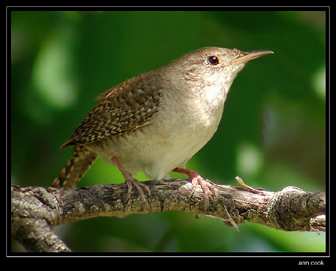 Photo (3): House Wren