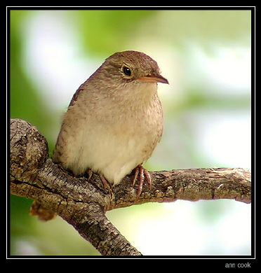 Photo (18): House Wren