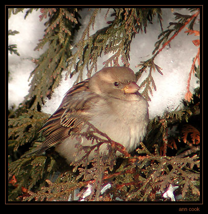 Photo (4): House Sparrow