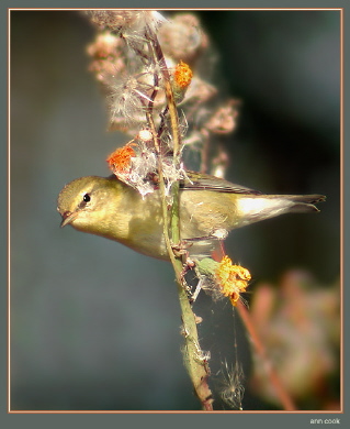 Photo (6): Tennessee Warbler