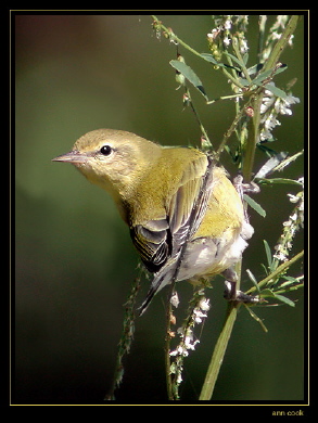 Photo (7): Tennessee Warbler