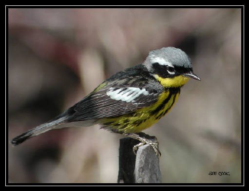 Photo (3): Magnolia Warbler