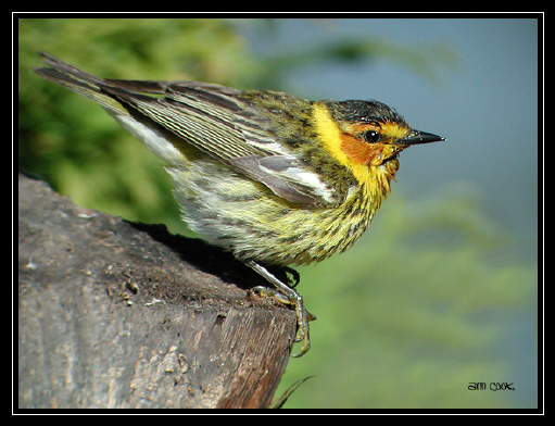 Photo (4): Cape May Warbler
