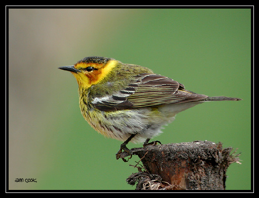 Photo (5): Cape May Warbler