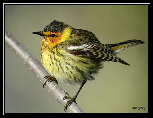 Photo (6): Cape May Warbler