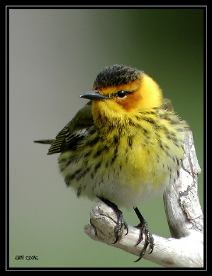 Photo (2): Cape May Warbler