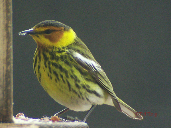 Photo (8): Cape May Warbler