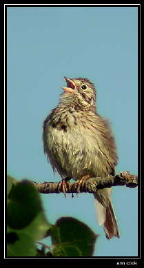 Photo (8): Vesper Sparrow