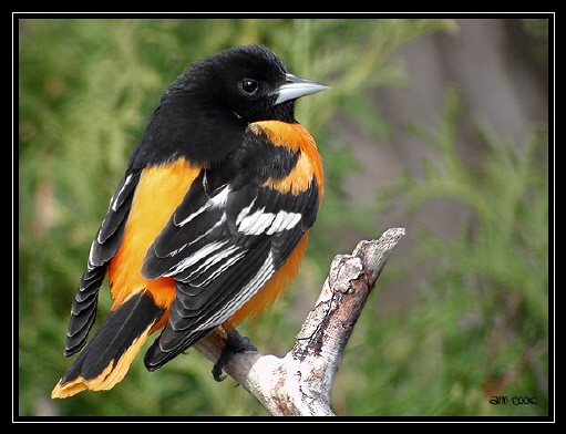 Photo (1): Baltimore Oriole