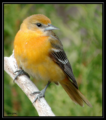 Photo (18): Baltimore Oriole