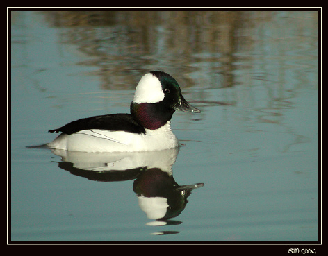 Photo (9): Bufflehead