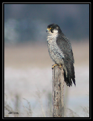 Photo (3): Peregrine Falcon