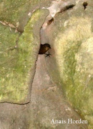 Photo (1): Sumichrast's Wren