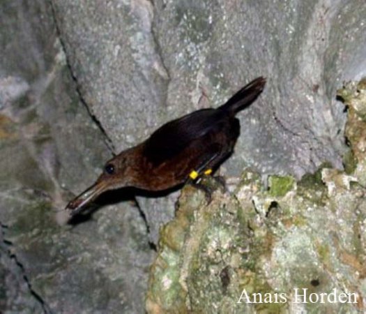 Photo (2): Sumichrast's Wren