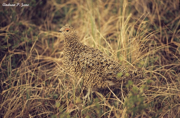 Photo (4): Willow Ptarmigan