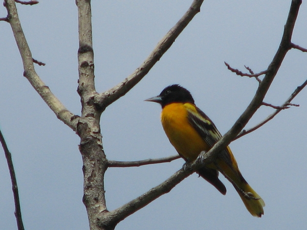 Photo (13): Baltimore Oriole