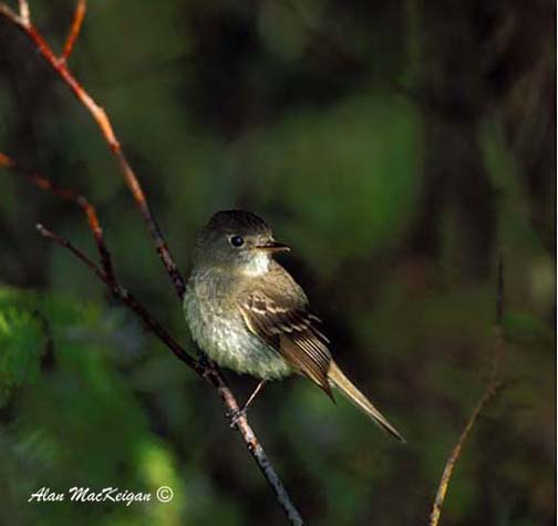 Photo (9): Dusky Flycatcher