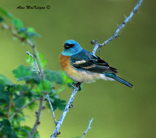 Photo (14): Lazuli Bunting