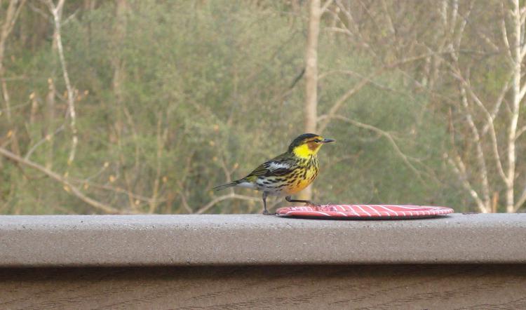 Photo (7): Cape May Warbler
