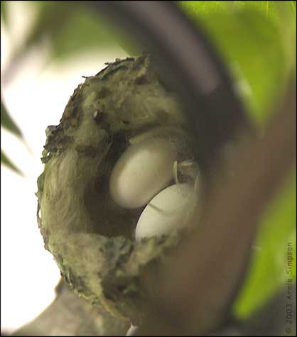 Photo (25): Ruby-throated Hummingbird