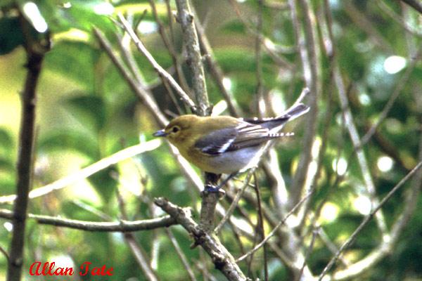 Photo (15): Yellow-throated Vireo
