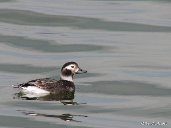 Photo (2): Long-tailed Duck