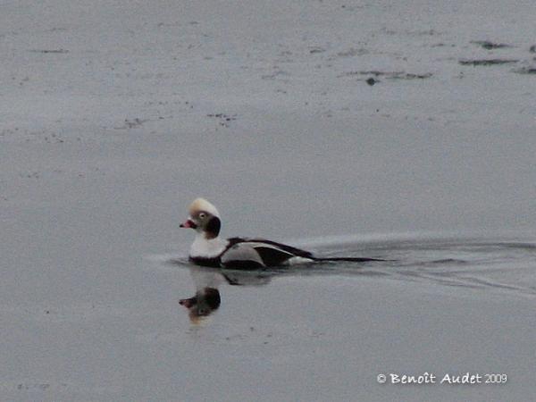 Photo (11): Long-tailed Duck