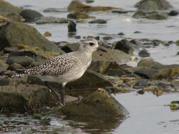 Photo (10): Black-bellied Plover