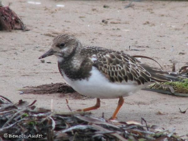 Photo (8): Ruddy Turnstone