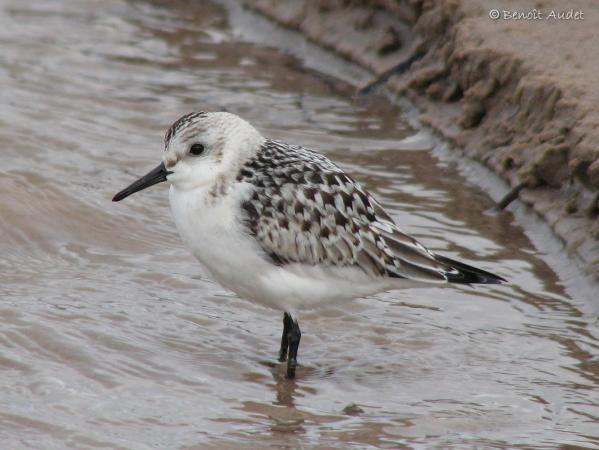 Photo (20): Sanderling