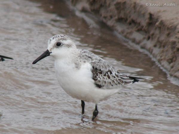 Photo (7): Sanderling