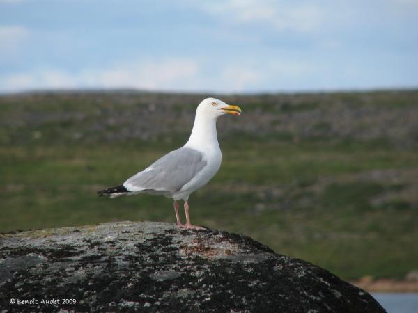 Photo (7): Herring Gull
