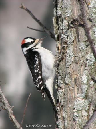 Photo (7): Hairy Woodpecker