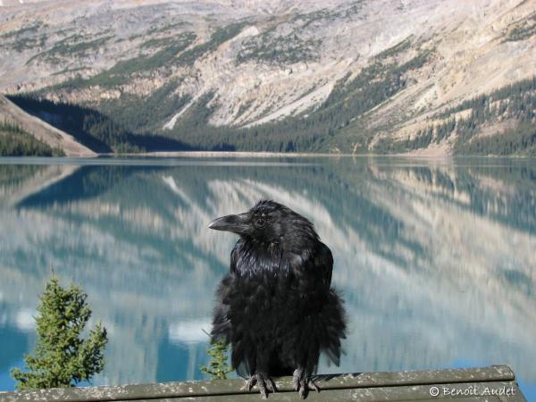 Photo (4): Common Raven