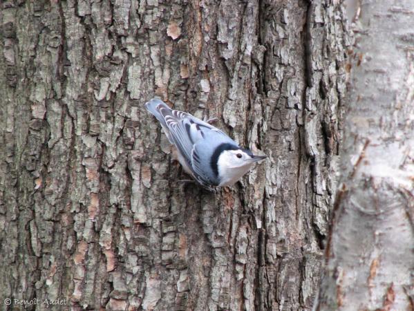 Photo (11): White-breasted Nuthatch